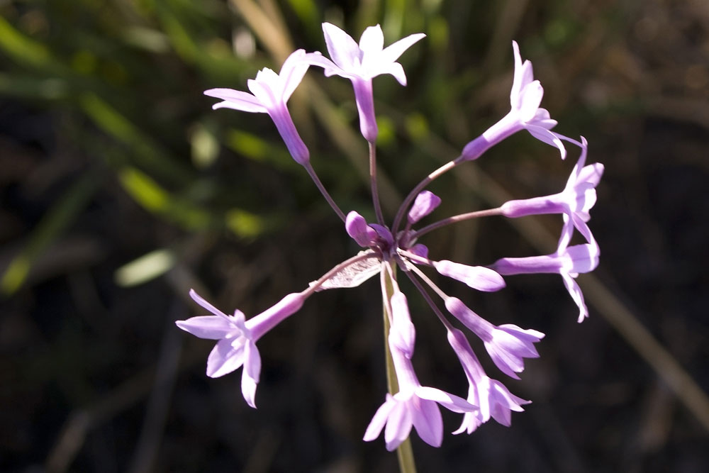 Una Liliacea - Tulbaghia cfr. violacea